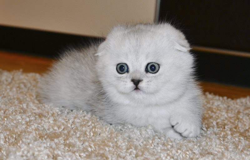 scottish-fold-chinchilla