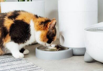 Distributore di cibo per gatti automatico: cos’è e come funziona